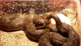 Laying accelerated at Water Snake (Natrix maura)