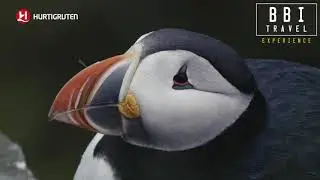 Hurtigruten expedities IJsland - met BBI Travel