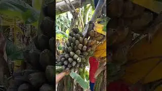 Country side life Philippines l harvesting banana