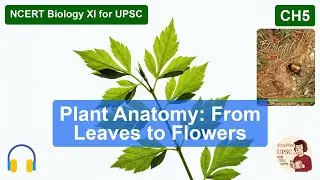 CH5 Plant Anatomy: From Leaves to Flowers NCERT Biology XI for UPSC #upsc #ssc #bpsc #uppsc
