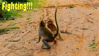 Oh No! Jax Monkey Had A Problem With Koca Monkey Till Had A Fighting Next To The Deep Pool.