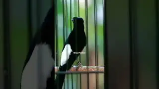 Murai batu gacor emosi nembak