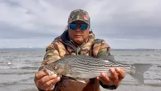 02/20/26 🥶 striper fishing on low/high tides. Shakers action nonstop 🎣🎣