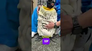 Top 5 Rarest Animals in the World | Wild Behavior Uncovered #Rarest #animals #shorts