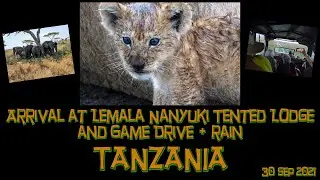 Tanzania- Lemala Nanyukie- Lion and cubs - 30 Sep 2021 - 5K
