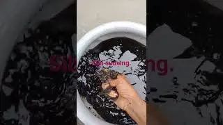 pita laru janaini parse aganse barai jenbai 😆. #sibingsudwng. #bodofood #cooking #bododish