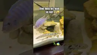 He finds it so fast!🙌🏼😂#Pets #Dinosaur #Fish
