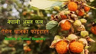 नेपाली अमृत फल ऐंसेलु खानुका फाईदाहरु | Golden Raspberry Benefits #raspberry #ऐंसेलु #nepal #foryou