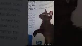 I'm Reading My National Geographic Kids Cat Breed Guide Part 40.