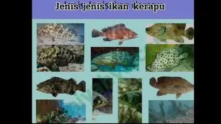 Jenis-Jenis Ikan Kerapu / Grouper