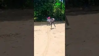 dangerous street 😂😂😂#trending #trendingshorts #viral #viralshort #shorts #shortvideo #comedy #funny
