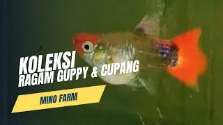 KOLEKSI GUPPY & CUPANG!!! KUALITAS TERBAIK
