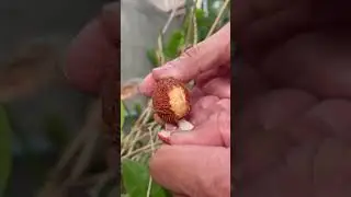 Salak fruit peeling  #usa #tropicalfruit #fruitsworld #fruitcutting #fruit #fruitnation