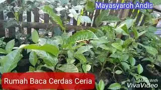 Membedakan Markisa Merah dan Markisa Kuning