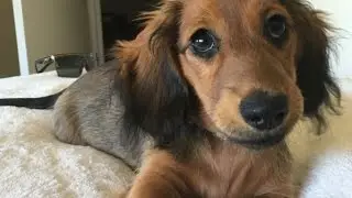 Dachshund puppy running in slow motion