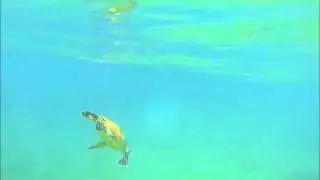 Honu (Sea Turtle) Swimming in Slower Motion - GoPro Hero3 240fps WVGA
