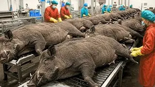 Million of Black Pig Raising For Meat Farm Technology - Perfect How Ham Iberico & Sausage Are Made
