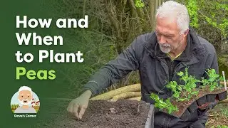 How and When to Plant Peas