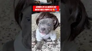 The Sounds a 3-Month-Old Puppy Makes 😂🐶💙 (Part 2)