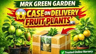 MRK Green Garden Case on Delivery Fruit Plants Sach ya Scam? 😱|Honest Plant Review@MRK_Green_Garden 