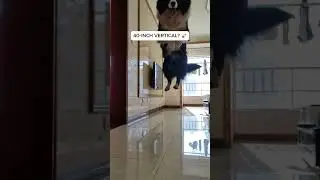 Dog Defies Gravity With INSANE Double Jump!