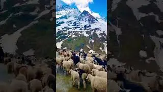 Kargil Leh road🏔️ #kashmir #travel #mountainswiev #nature #shorts # ...