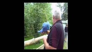Meine Mutter hat zwei V&ouml;gel