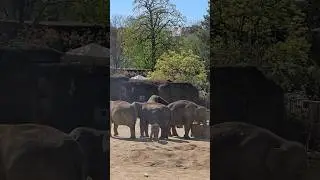Sehensw&uuml;rdigkeiten in K&ouml;ln | 쾰른 가볼만한 곳: Cologne Zoo
