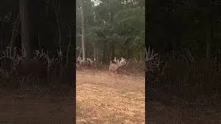 They coming !! #hunting #deerhunt #bowhunting #deerwatching