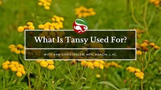 What Is Tansy Used For?