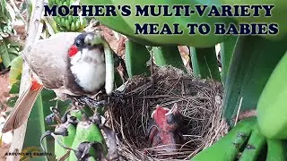 Most Satisfying MULTI-VARIETY Insects and Worms feeding to baby bird | Birds relaxing videos 7