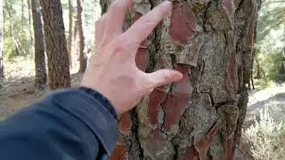 H&aacute;bitat de pinar: los pinares de pino resinero (Pinus pinaster) Un buen lugar para buscar n&iacute;scalos.