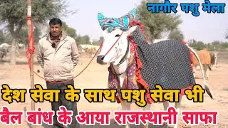 नागौर मेले का सबसे खूबसूरत बैल शेरू ||The most beautiful bull Sheru of Nagaur fair