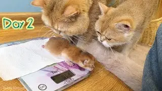 William and Bassy Monitor the Weight of Their Newborn kittens