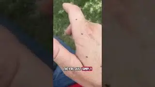 The tiny autumn bug with a big bite