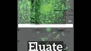 How Does Eluate Look? | What is Eluate? | How to Say Eluate in English?