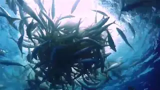 Massive Schools of Pelagic fish