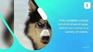 Siberian Husky Eye Colors