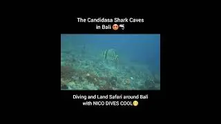 Diving the Shark Caves in Candidasa 🤩