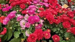 Relaxing Plant Video Lounge music 4K