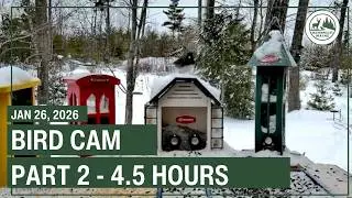 LIVE - Bird Feeder Cam - Backyard Wildlife Maine