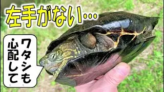ボロボロのクサガメばかりの連休の狩り　クサガメも大変です！　あまり心配してもらえないけど…