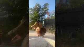 The Pool Ducks - Bowl Cam Eugene