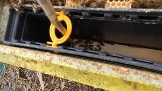 My Queen got trapped !!! HIVE NIGHTMARE