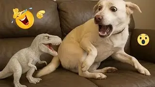 Funny Dog Moments 2026 😂 Hilarious Dogs That Will Make You Laugh #11
