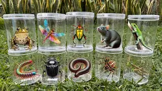 Unboxing Insect: Millipede, Dragonfly, Pacman Frog, Rat Mouse, Gecko, Beetle, Spider, Grasshopper