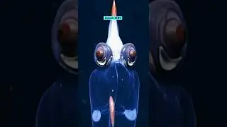 NEWS| Alaska's Deep-Water Demon-Eyed See-Through Squid in Action #demon #alaskanadventure #sea