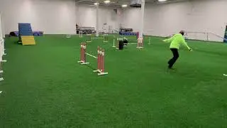 Speedoggie Agility Level Up Skill Training:  