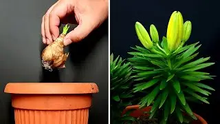 Lilies Time Lapse - 50 days of growing