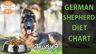 German Shepherd Diet Chart || In Telugu ||
